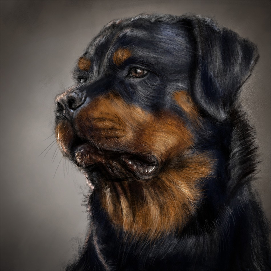 Head of a rottweiler dog